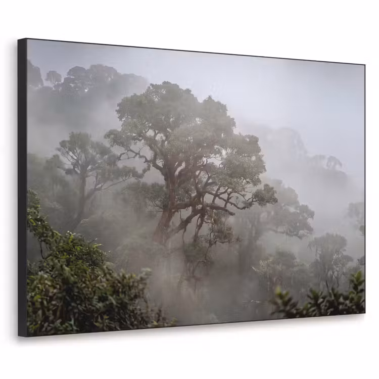 Art Frame - Boom - Mistig - Bos - Groen - Natuur — 1
