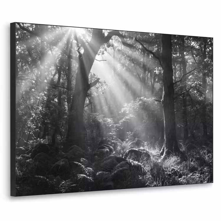 Art Frame - Bos - Lichtstralen - Natuur - Zwart-wit — 1