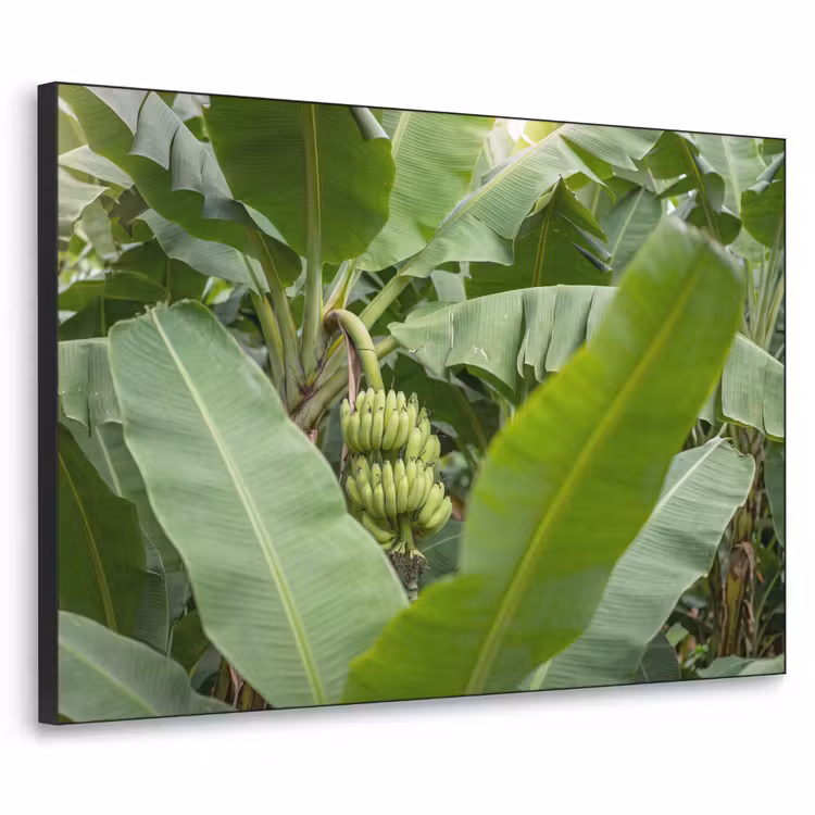 Art Frame - Eten - Bananen - Plantage - Groen — 1