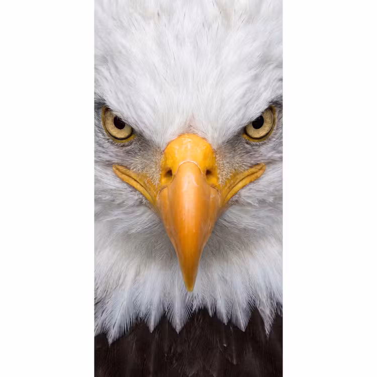 Behang - Amerikaans - Zeearend - Portret - Geel — 2