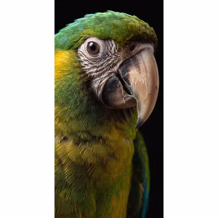 Behang - Ara - Portret - Groen — 2