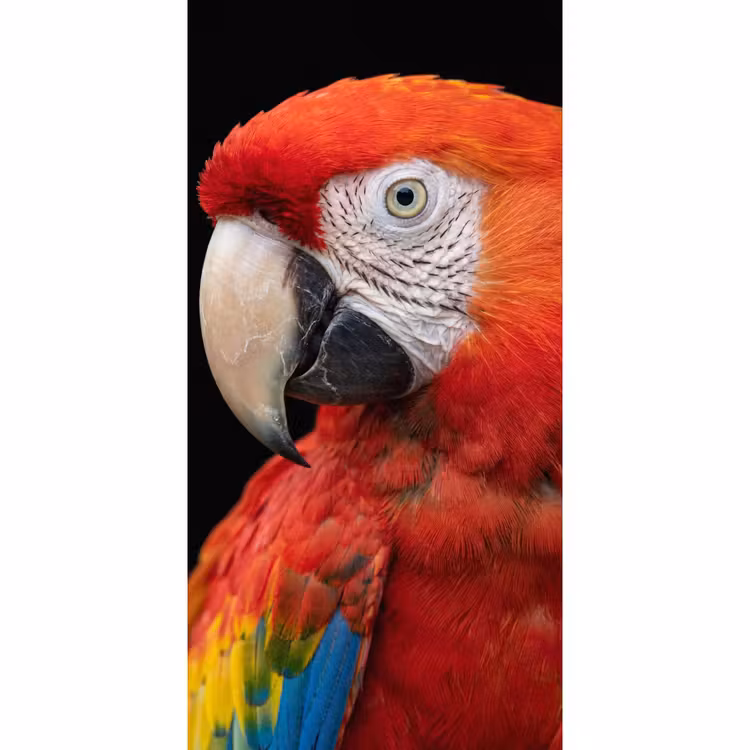 Behang - Ara - Portret - Rood — 2