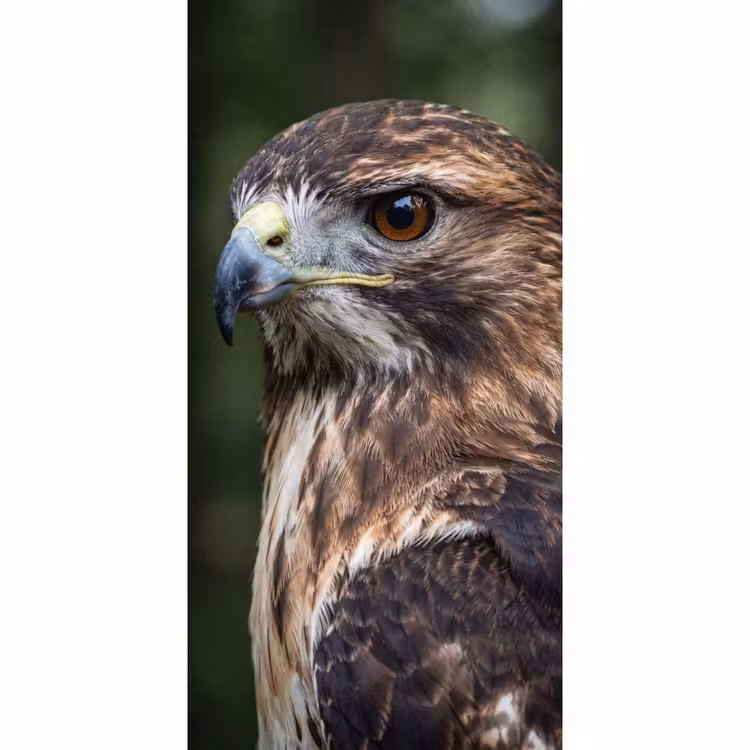 Behang - Buizerd - Roofvogel - Natuur - Bruin — 2