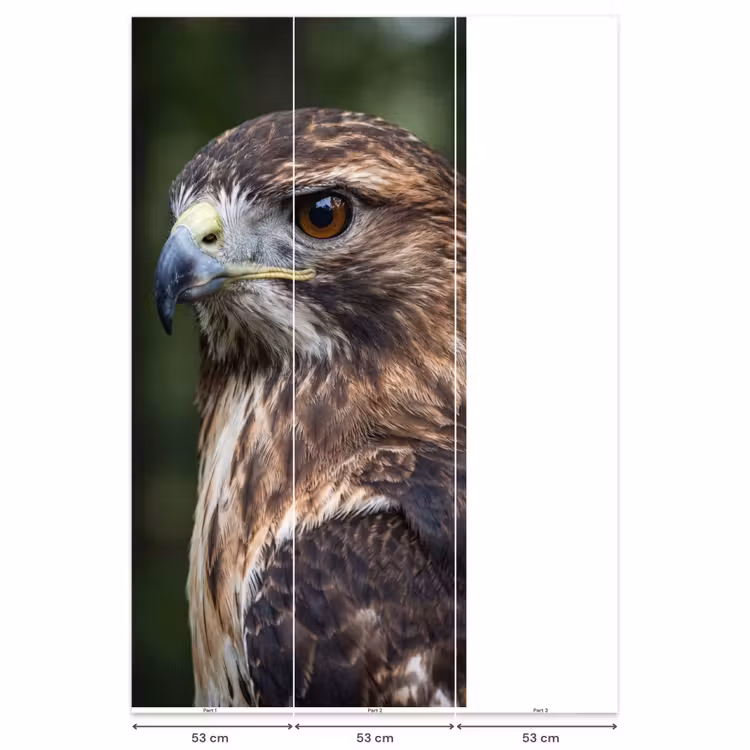 Behang - Buizerd - Roofvogel - Natuur - Bruin — 6