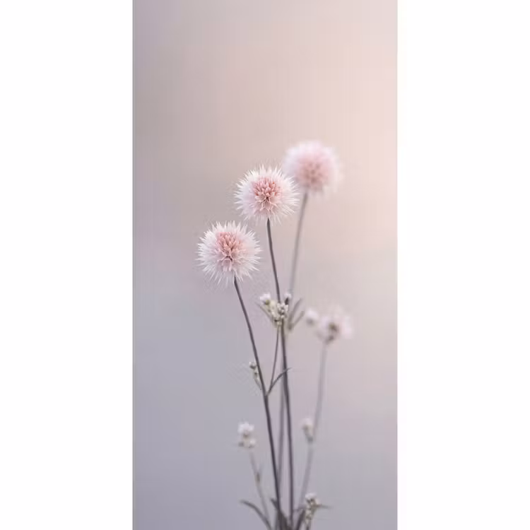 Behang - Bloemen - Bollen - Roze — 2