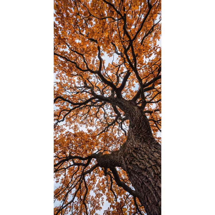 Behang - Boom - Bladerdak - Herfst - Oranje - Sfeervol — 2