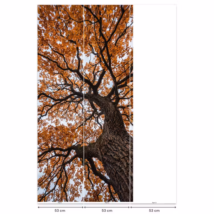 Behang - Boom - Bladerdak - Herfst - Oranje - Sfeervol — 6