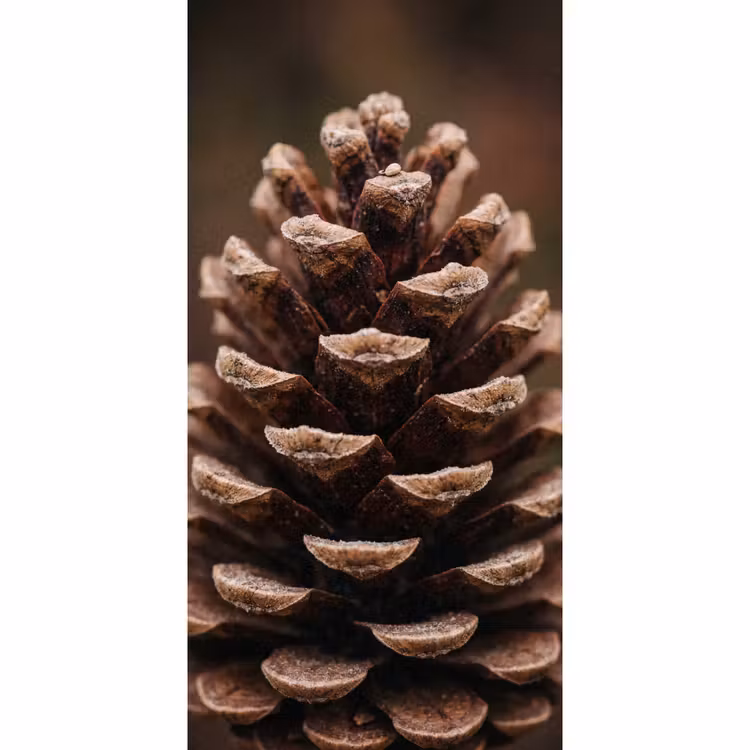 Behang - Dennenappel - Bos - Herfst - Bruin - Sfeervol — 2