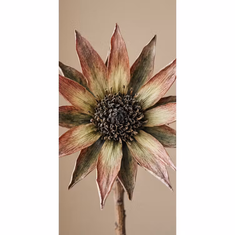 Behang - Droogbloem - Protea - Vintage - Beige - Rustiek — 2