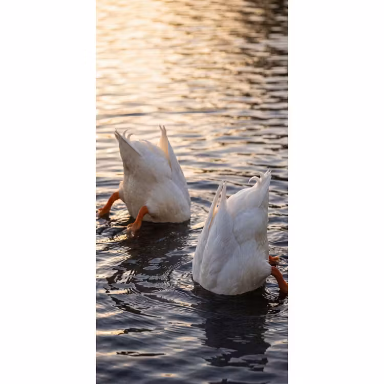 Behang - Eenden - Water - Natuur — 2