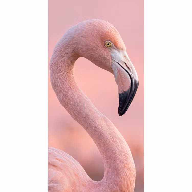 Behang - Flamingo - Portret - Roze — 2