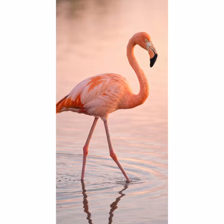 Behang - Flamingo - Water - Roze — 2