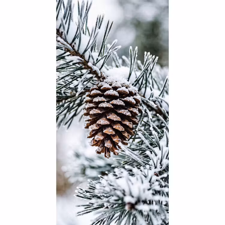 Behang - Dennenappel - Tak - Sneeuw - Winter - Sfeervol — 2