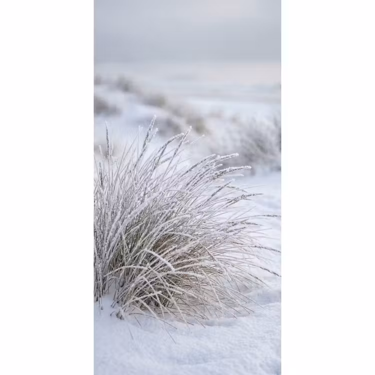 Behang - Duinen - Sneeuw - Strand - Winter - Serene — 2
