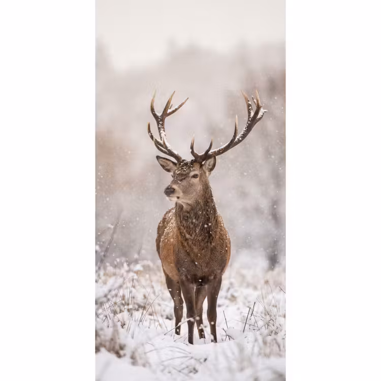 Behang - Edelhert - Bos - Sneeuw - Winter - Majestueus — 2