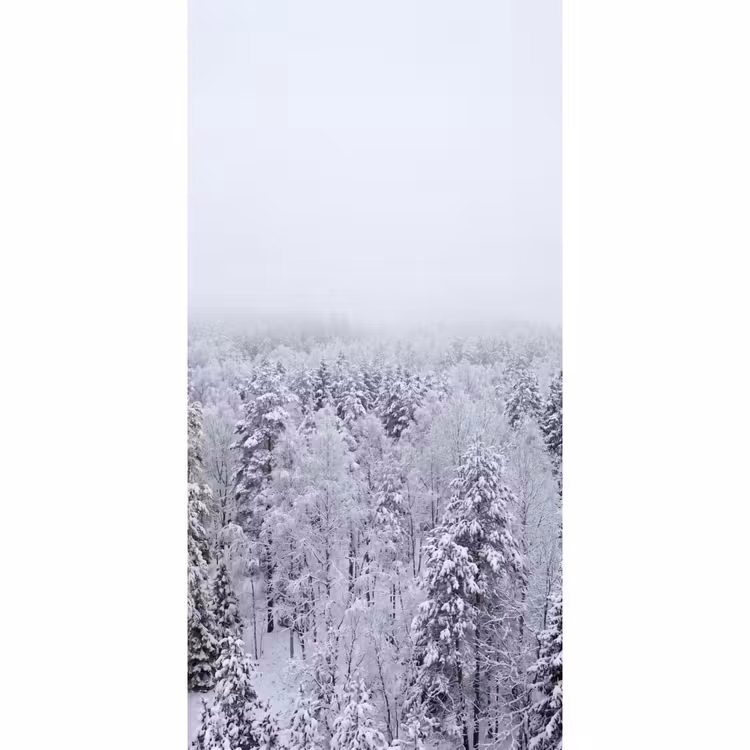 Behang - Bos - Sneeuw - Winter - Natuur - Wit — 2
