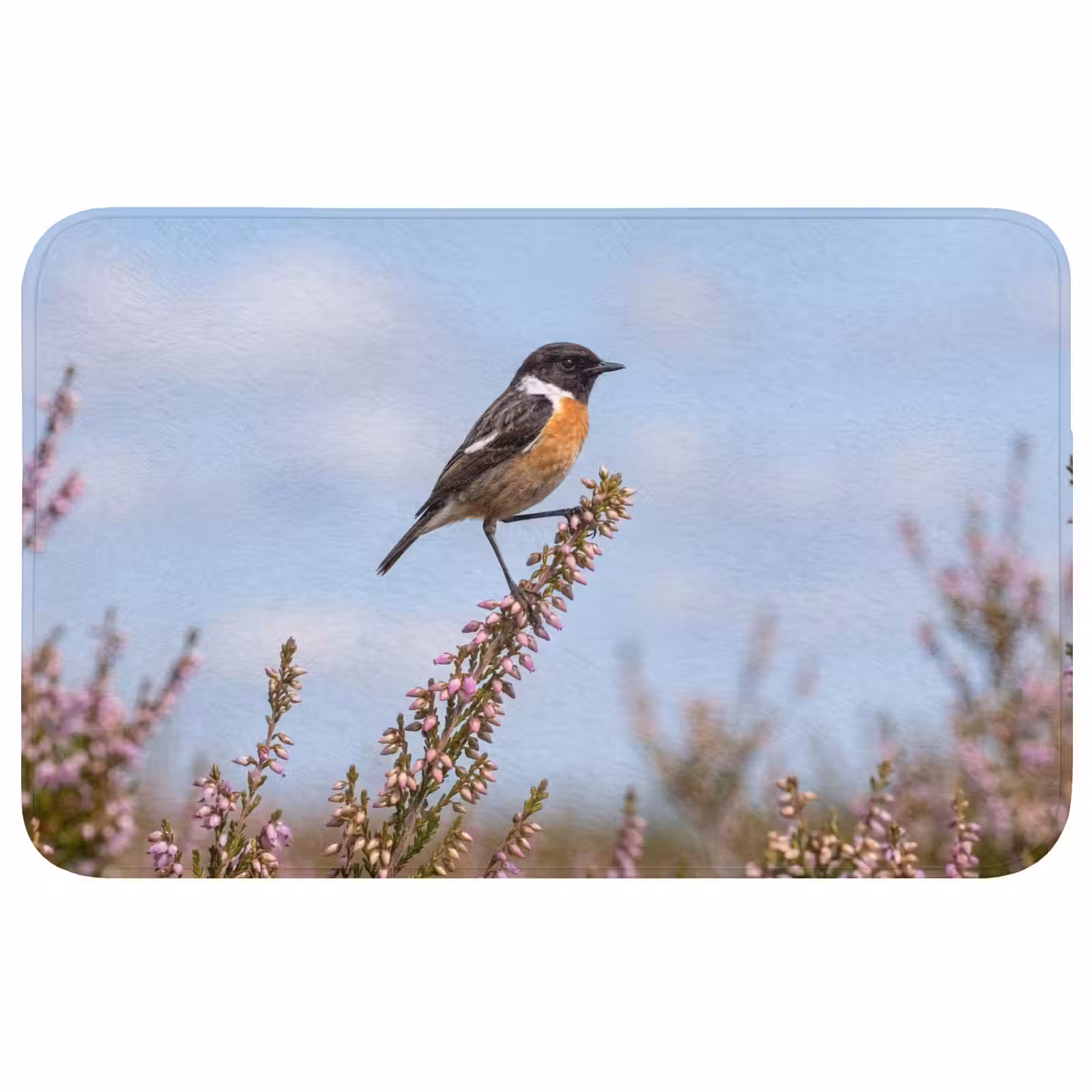 Badmat - Roodborsttapuit - Heide - Paars - Natuur - Sfeervol — 1