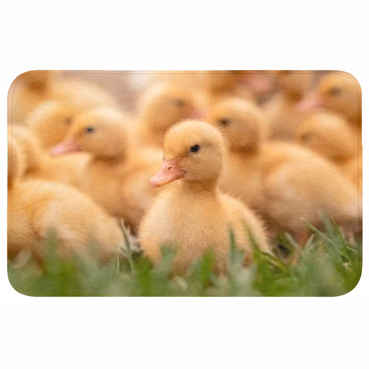 Badmat - Pijltje - Eend - Natuur - Geel — 1
