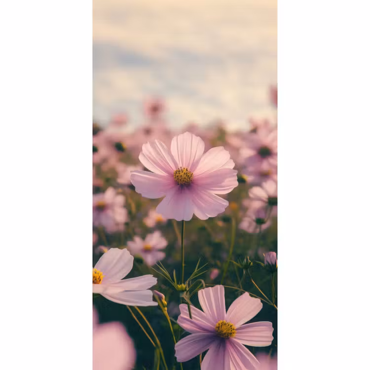Behang - Bloemen - Paars - Wazig — 2