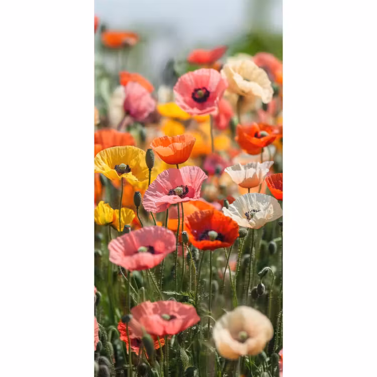 Behang - Bloemenveld - Klaprozen - Kleurrijk — 2