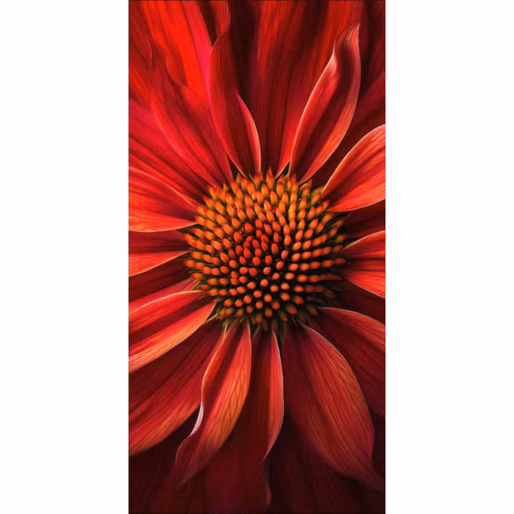 Behang - Close up - Bloem- Rood — 2