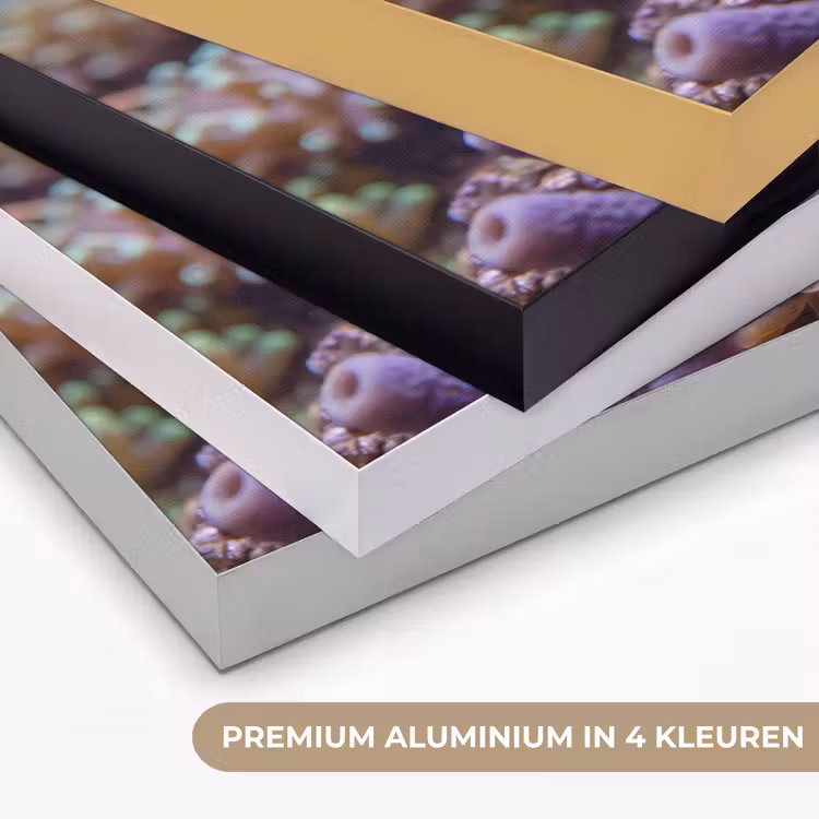 Art Frame - Vis - Koraal - Onderwater - Oranje - Dieren — 5
