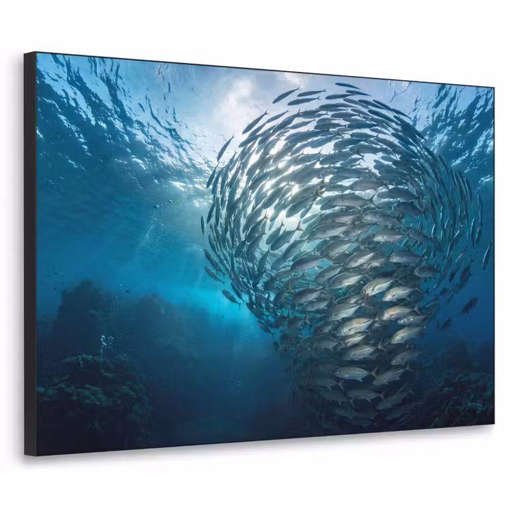 Art Frame - Vis - School - Oceaan - Natuur - Blauw — 1