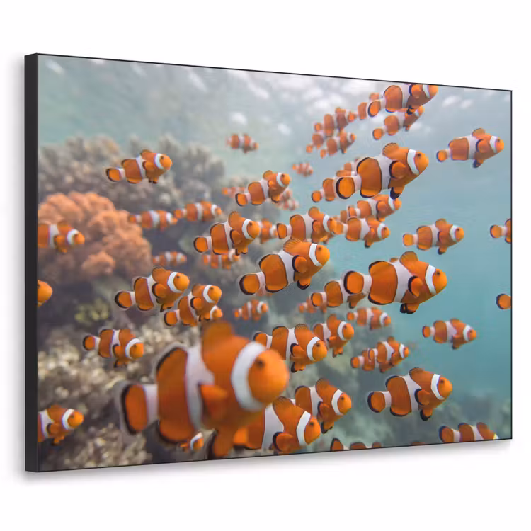 Art Frame - Vis - School - Onderwater - Dieren - Oranje — 1