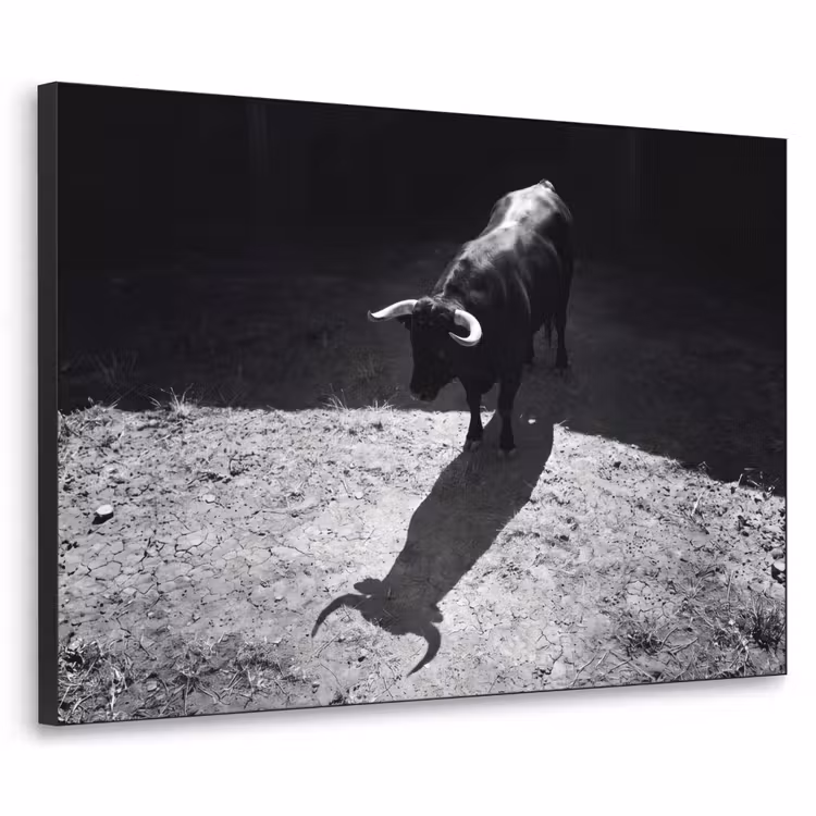 Art Frame - Stier - Schaduw - Dieren - Contrast - Zwart-wit — 1