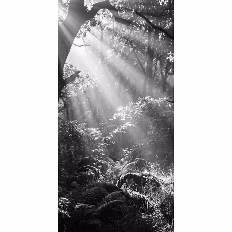 Behang - Bos - Lichtstralen - Natuur - Zwart-wit — 2