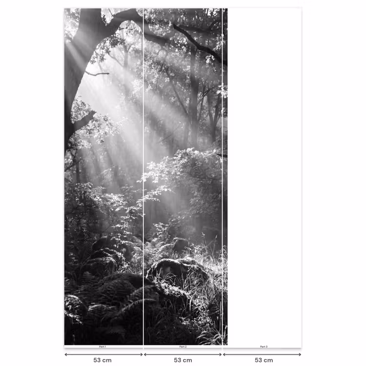 Behang - Bos - Lichtstralen - Natuur - Zwart-wit — 6