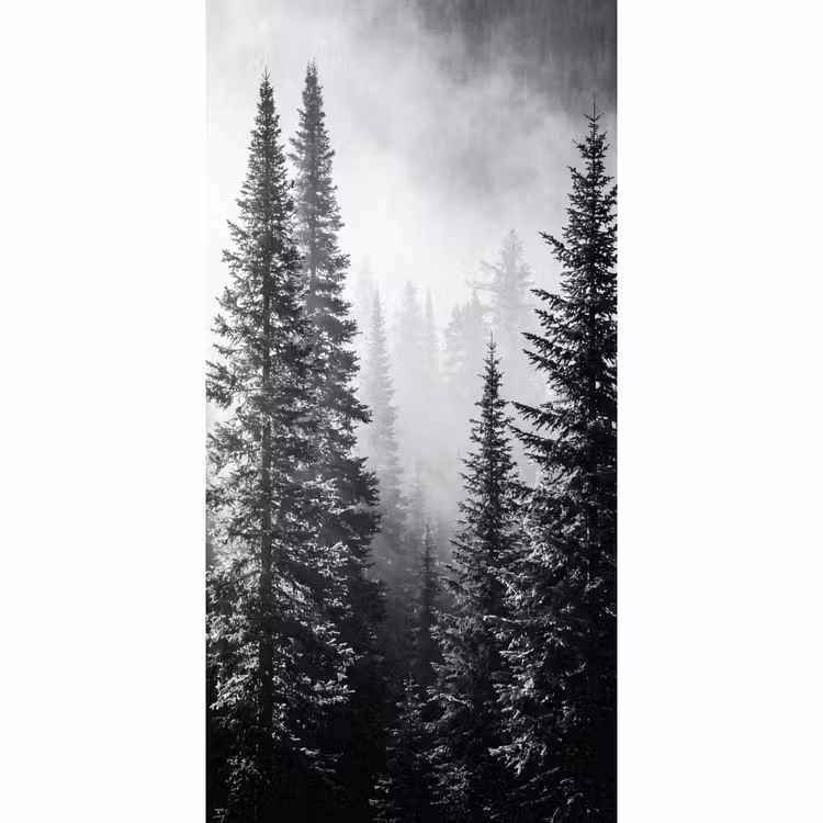 Behang - Bos - Mist - Winter - Monochroom - Natuur — 2