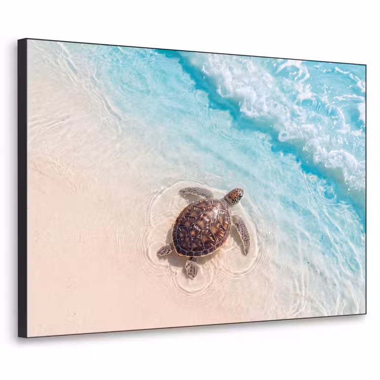 Art Frame - Schildpad - Helder water - Strand - Dieren - Natuur — 1