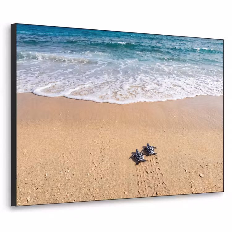 Art Frame - Schildpad - Jong - Strand - Oceaan - Blauw — 1