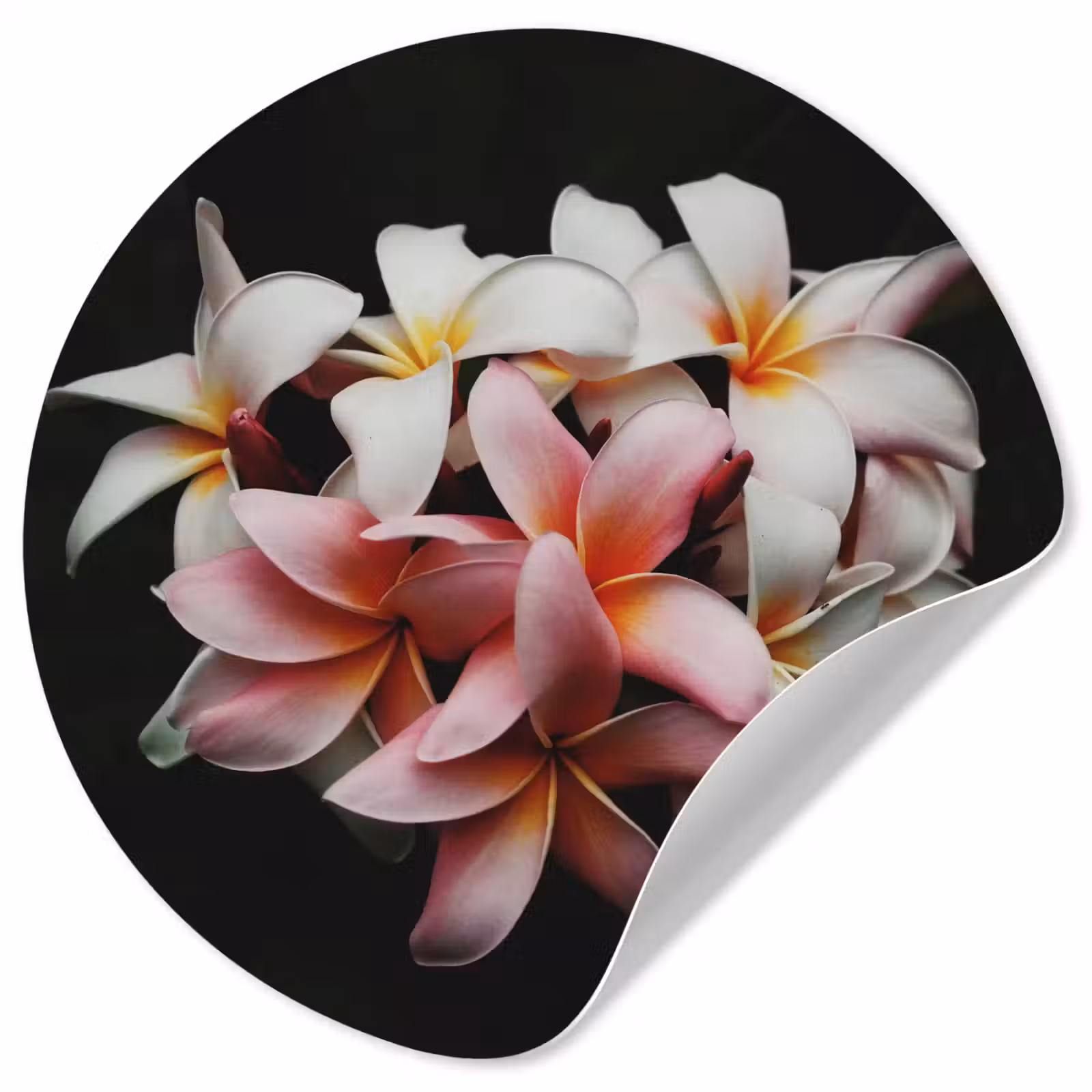 Behangcirkel - Bloemen - Roze - Zwart - Flora - Botanisch — 1