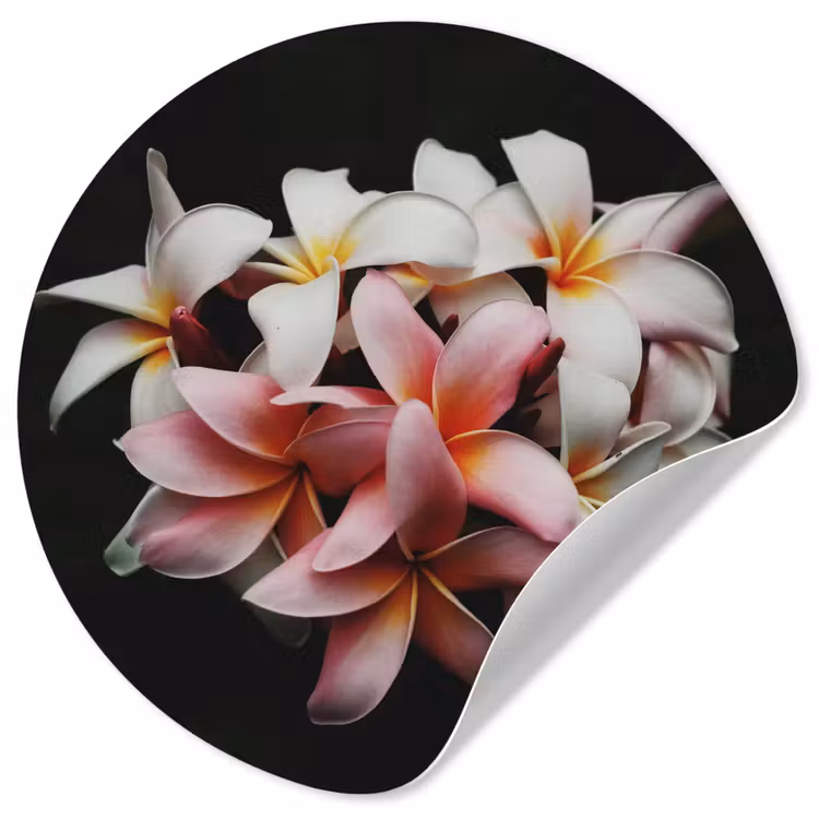 Behangcirkel - Bloemen - Roze - Zwart - Flora - Botanisch — 1