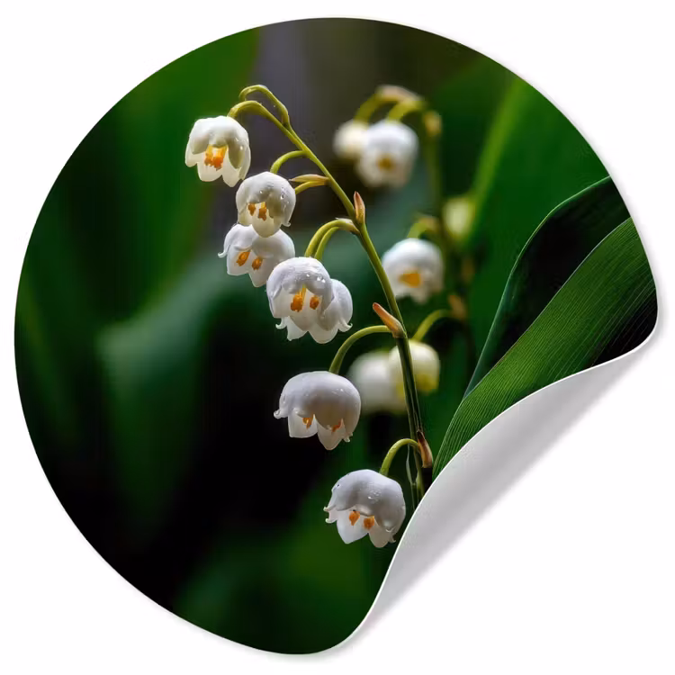 Behangcirkel - Bloemen - Wit - Bladeren - Lelietjes — 1