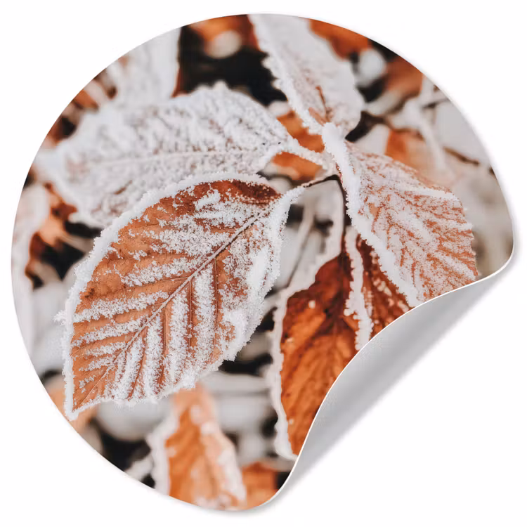 Behangcirkel - Bladeren - IJs - Winter - Natuur — 1