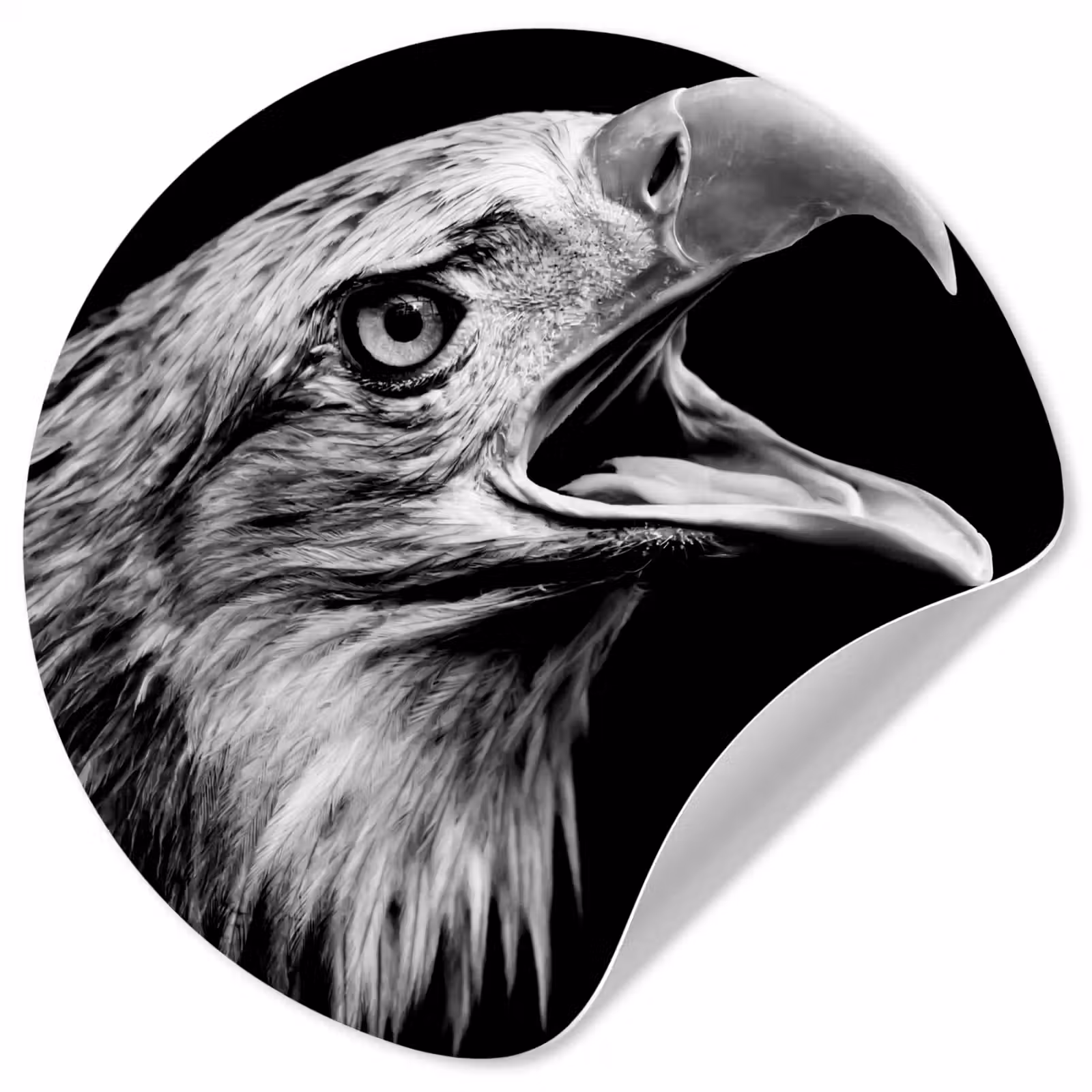 Behangcirkel - Adelaar - Portret - Roofvogels - Zwart - Wit - Vogel — 1