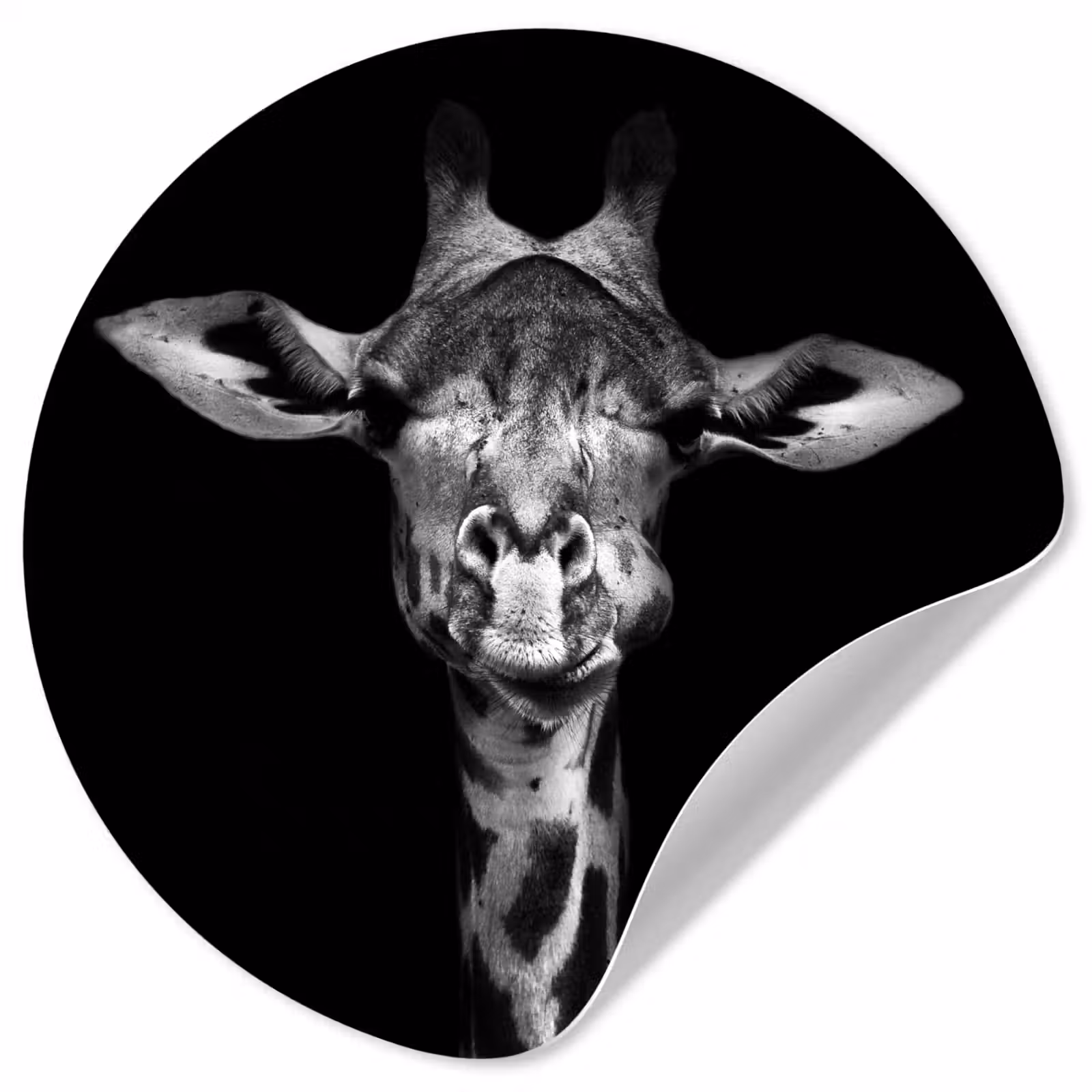 Behangcirkel - Giraffe - Portret - Dieren - Zwart - Wit — 1