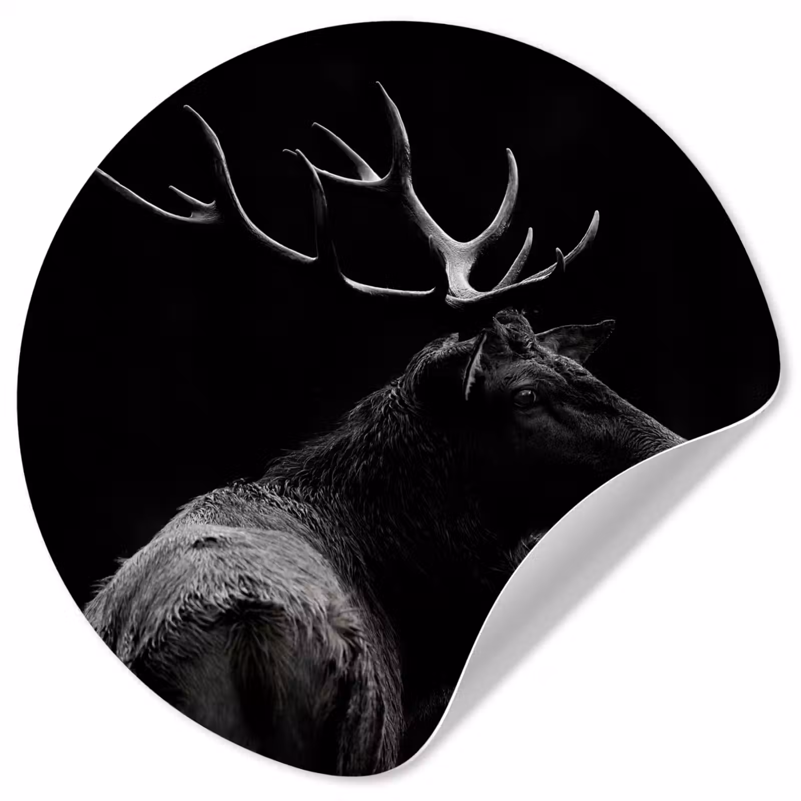 Behangcirkel - Hert - Zwart - Portret - Gewei - Dieren — 1
