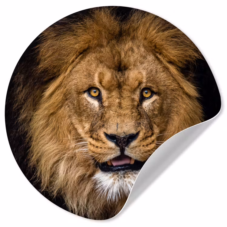 Behangcirkel - Leeuw - Portret - Zwart - Dieren — 1