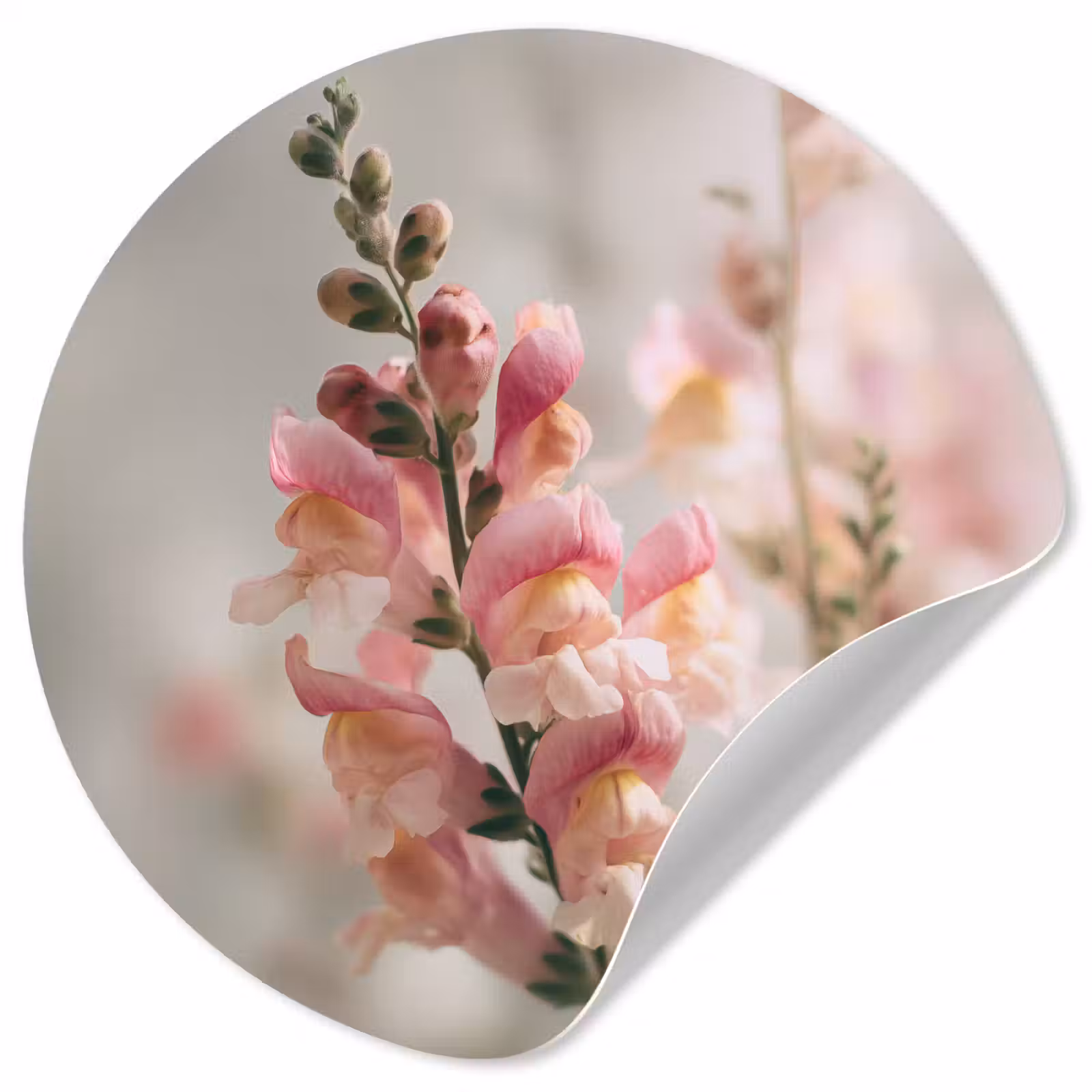Behangcirkel - Bloem - Leeuwenbek - Roze - Stengel — 1