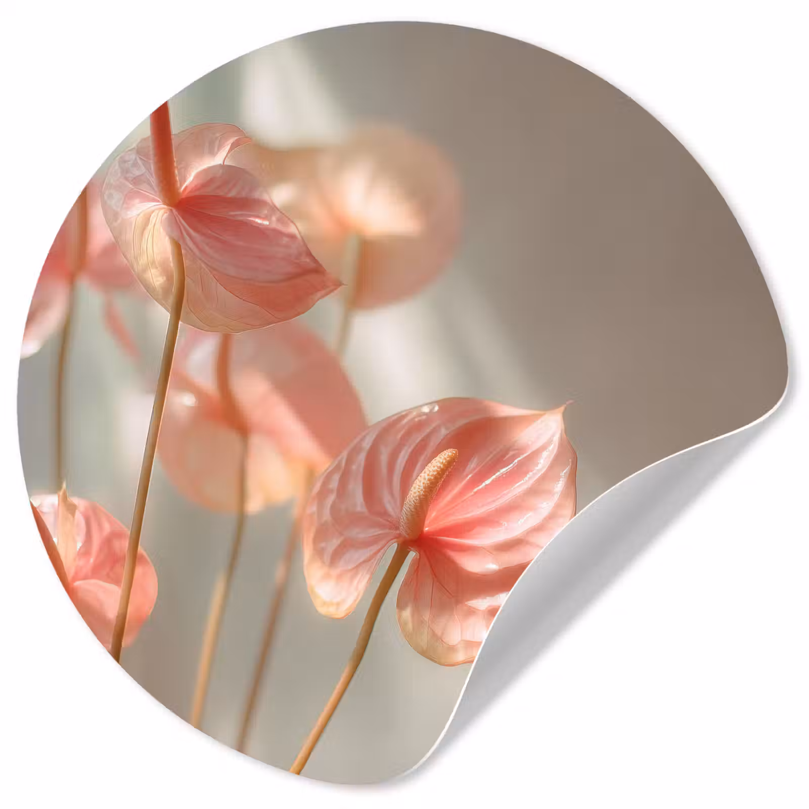 Behangcirkel - Bloemen - Stelen - Roze - Schaduw — 1