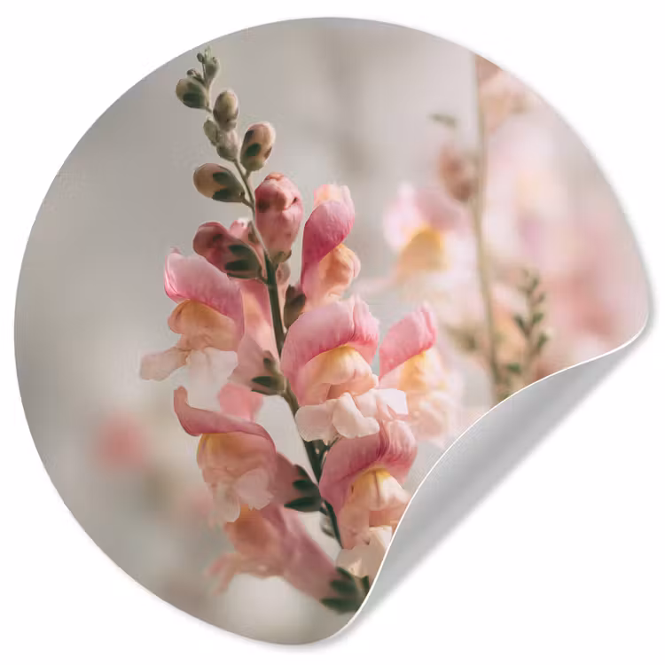 Behangcirkel - Bloem - Leeuwenbek - Roze - Stengel — 1