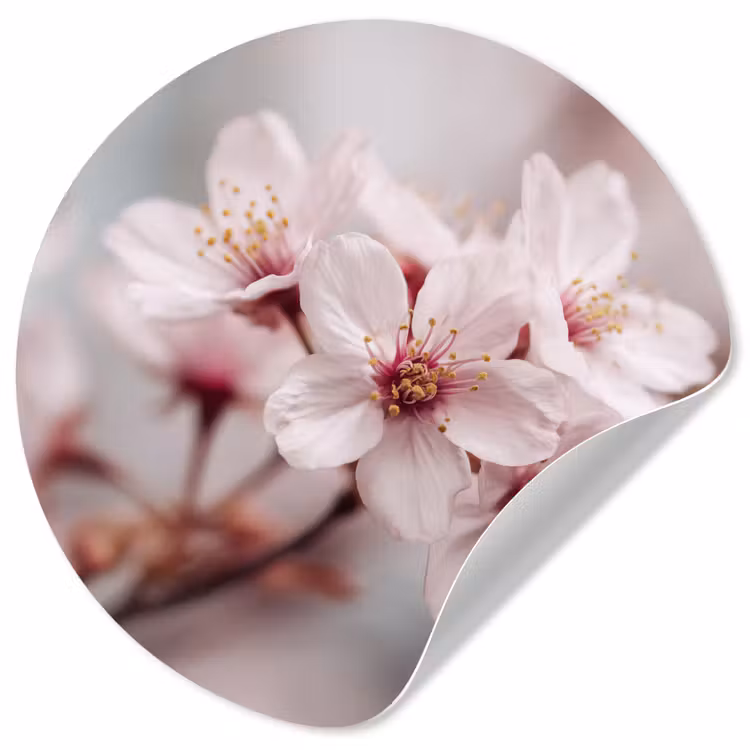 Behangcirkel - Bloesems - Meeldraden - Geel - Wazig — 1