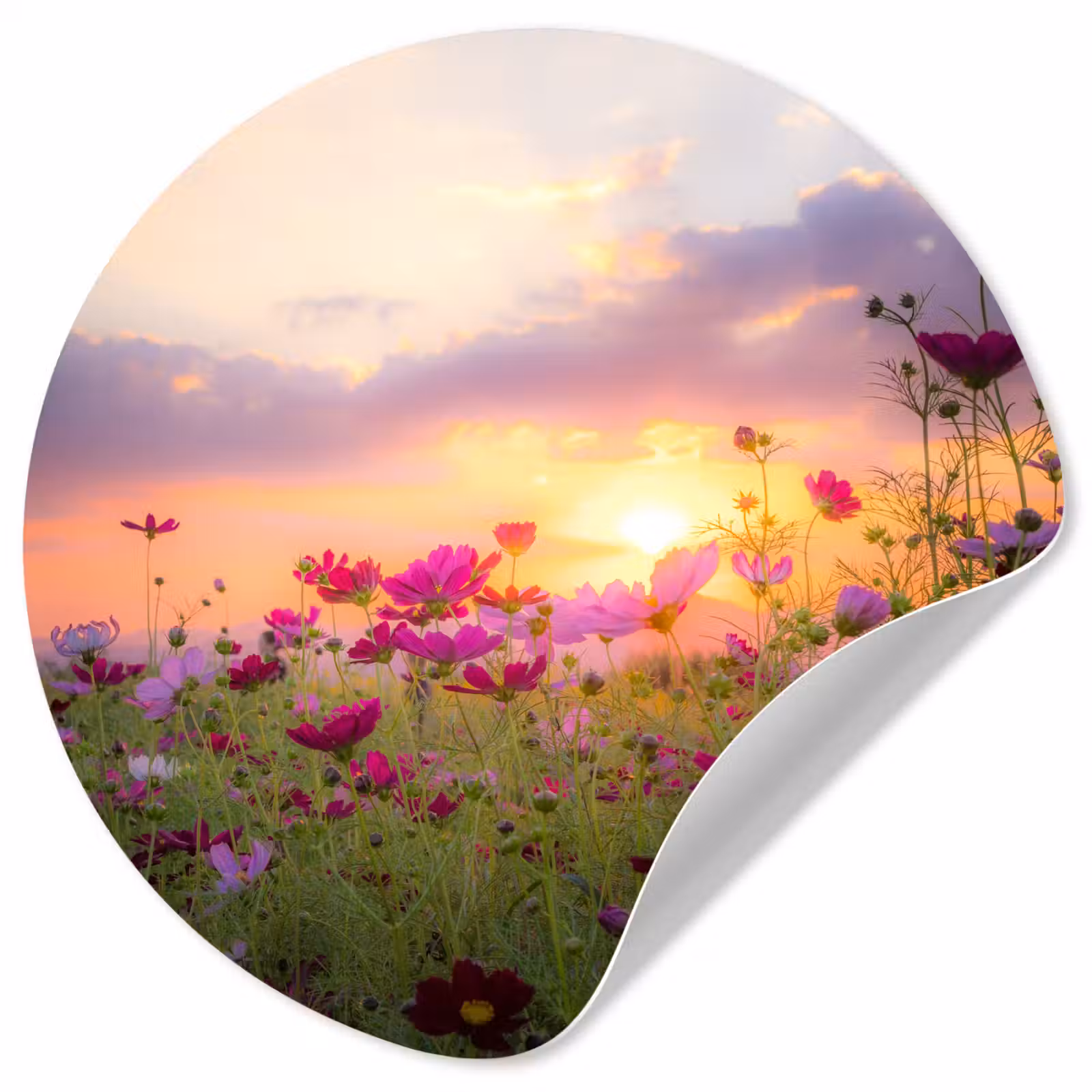 Behangcirkel - Bloemen - Roze - Zonsondergang - Natuur - Weide - Horizon — 1