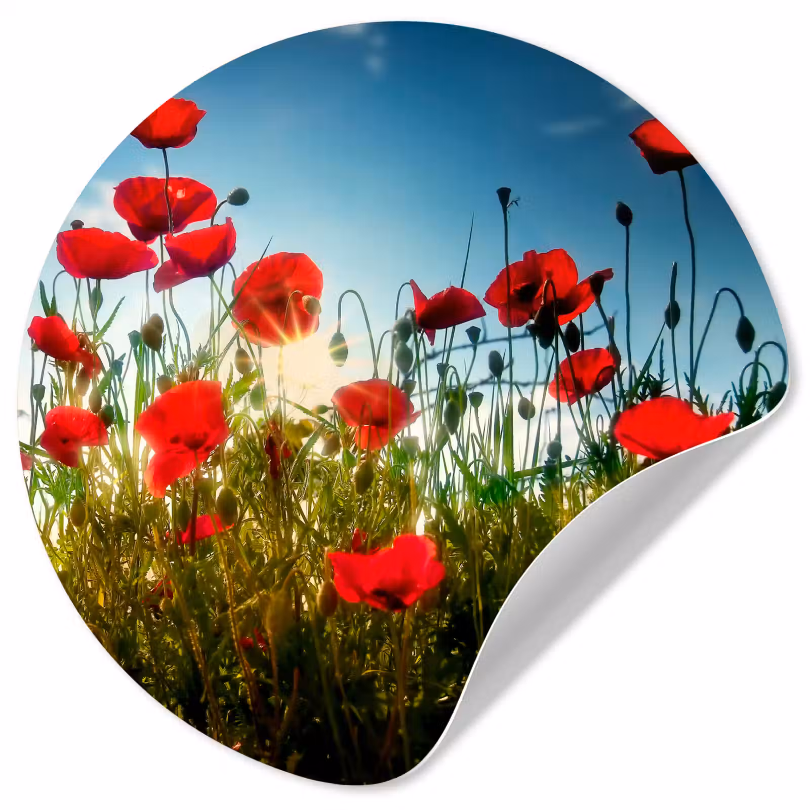 Behangcirkel - Klaprozen - Toscane - Zon - Rood - Blauw — 1