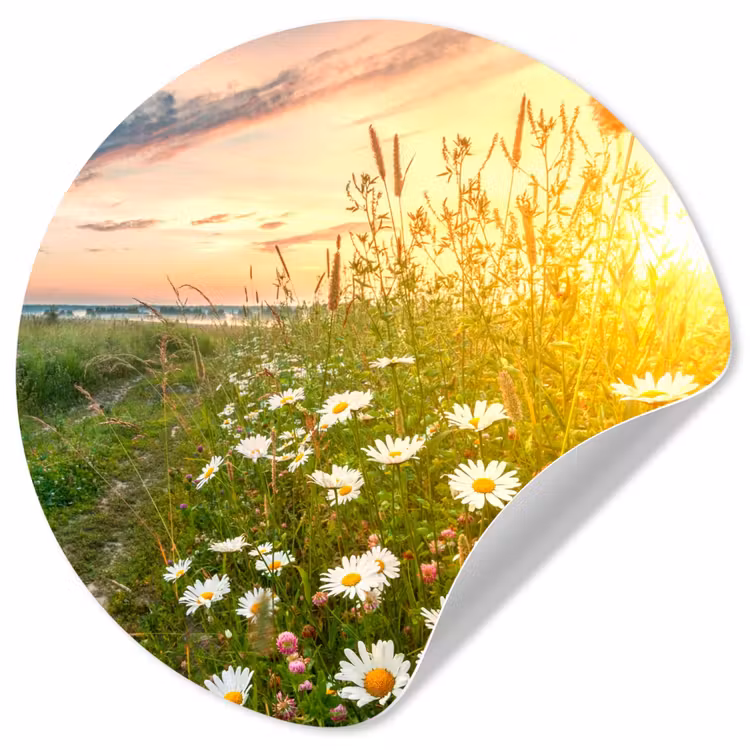 Behangcirkel - Bloemen - Madelief - Natuur - Zon - Horizon — 1