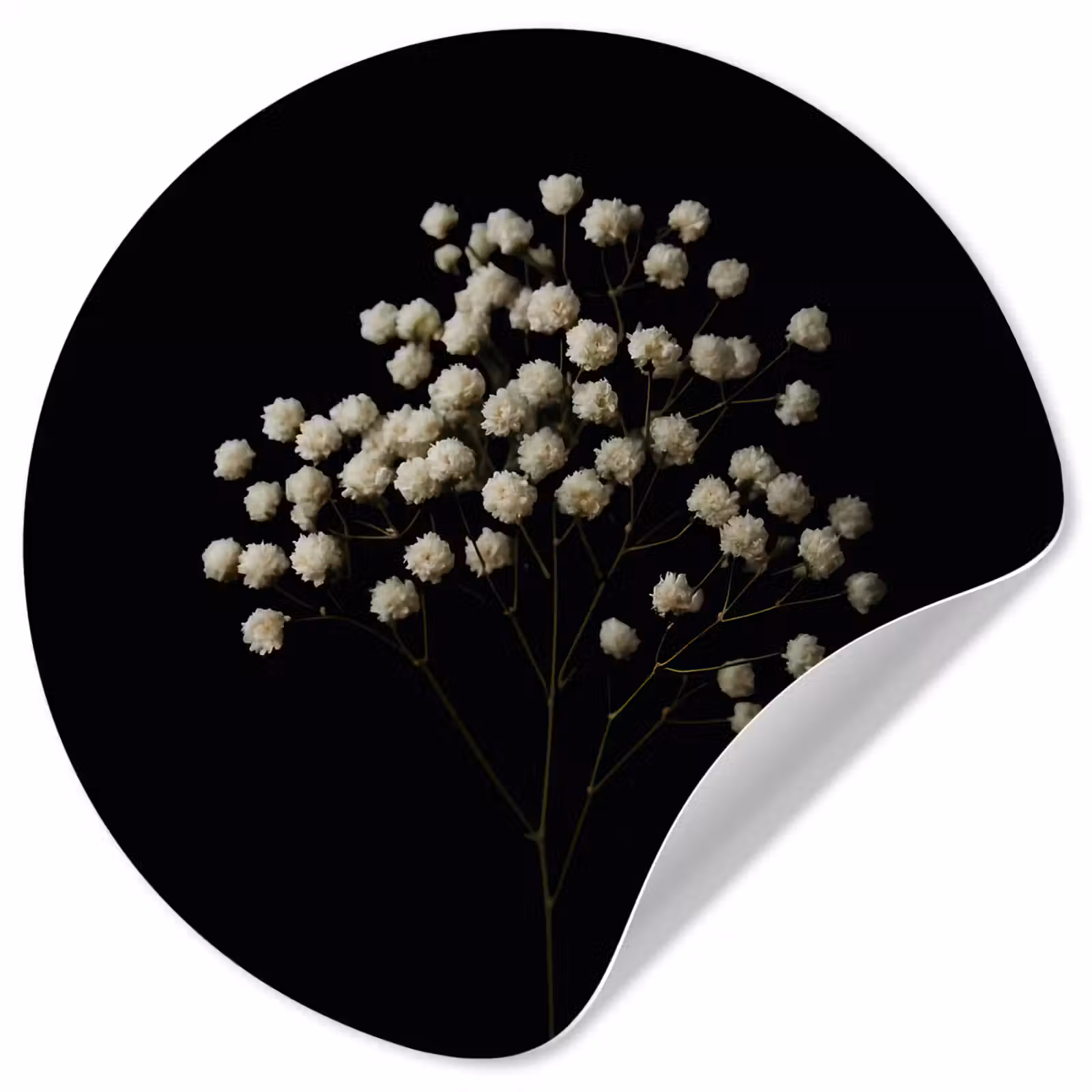 Behangcirkel - Gipskruid - Bloemetjes - Wit - Minimalistisch — 1